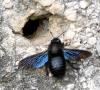 Xylocopa violacea